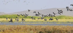 پرندگان مهاجر