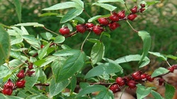برداشت چای ترش - روستا علوه شهرستان کارون