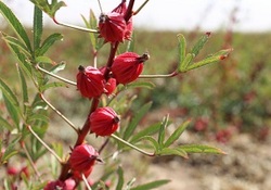 برداشت چای ترش - روستا علوه شهرستان کارون