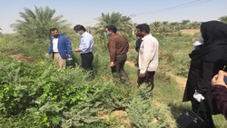برداشت چای ترش - روستا علوه شهرستان کارون