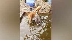 بی‌تابی سگ مهربان برای جلوگیری از ذبح یک مرغ + فیلم