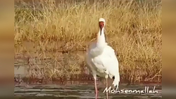 منطقه‌ای دست نخورده و بکر در خوزستان + فیلم