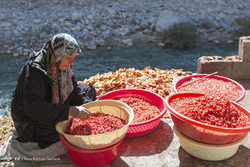 جشنواره انار - ارسنجان