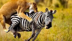 مقاومت دیدنی بوفالو در مقابل گله شیرها + فیلم