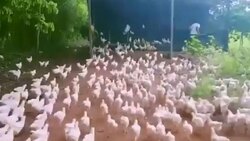 مقاومت دیدنی بوفالو در مقابل گله شیرها + فیلم