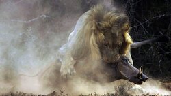 مقاومت دیدنی بوفالو در مقابل گله شیرها + فیلم