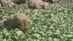 طراحی جالب مزارع به صورت عمودی + فیلم