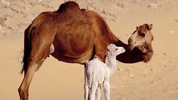 فواید عجیب گوشت شتر برای بدن + فیلم