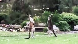 درگیری خنده‌دار دو کانگورو + فیلم