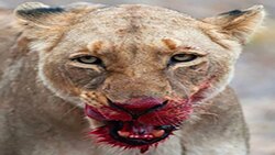 نگاه‌های کنجکاوانه یک آفتاب پرست به دوربین + فیلم