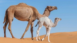 هجوم مگس‌ها به خیابان کراچی + فیلم