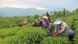 برداشت برگ سبز چای - گیلان