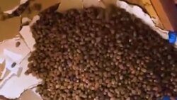 زنده زنده خوردن مار توسط سنجاب! + فیلم