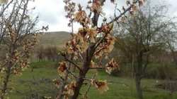 باغات چگونه دچار سرمازدگی می‌شوند؟ + فیلم