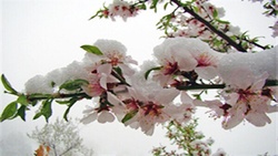 باغات چگونه دچار سرمازدگی می‌شوند؟ + فیلم