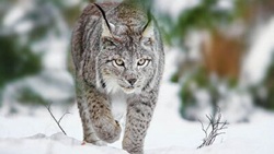 شکوه سلطان صخره‌ها در قاب برفی + فیلم
