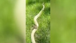 حمله یک گاو به رستوران + فیلم