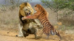 رانندگی حرفه‌ ای یک اورانگوتان! + فیلم
