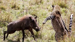 رانندگی حرفه‌ ای یک اورانگوتان! + فیلم