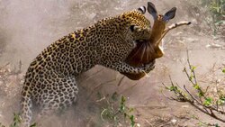 حمله گربه خانگی به خرس سیاه! + فیلم