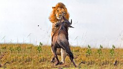 حمله اژدها کومودو به گوزن + فیلم