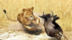 کتک خوردن کفتار از خر + فیلم