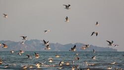 تلاش بچه غاز برای بیرون آمدن از تخم + فیلم