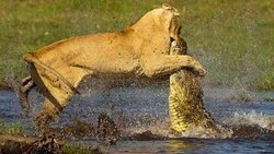 دوستی بچه فیل با پرستارش + فیلم