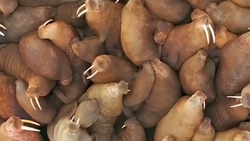دوچرخه سواری در استخری از برگ‌ها + فیلم