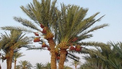 آبپخش، شهر ملی حصیر