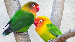 تلاش یک گربه برای دوستی با سگ + فیلم