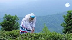 انجام حرکات ورزشی توسط یک طوطی + فیلم