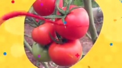 خواص و فواید خرما در سلامتی + فیلم