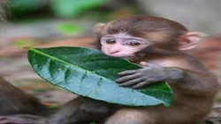 هجوم میمون ها به خیابان در تایلند + فیلم