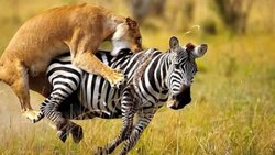 حمله چند شیر به بوفالو + فیلم