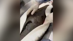 نجات بچه آهو از فنس حصاری + فیلم