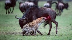 درگیری لک لک و عقاب بر سر غذا + فیلم