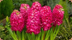 آموزش طراحی سفره هفت سین با کمترین هزینه + فیلم