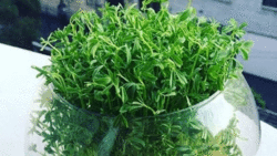 ویدئویی از روستایی شناور در تایوان