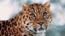 لحظه شکار ایمپالا توسط شیرهای ماده + فیلم