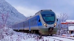 محل رویش بوته‌های ارغوان در ایران کجاست؟ + فیلم