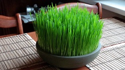 روش کاشت سبزه شناور در آب برای عید + فیلم