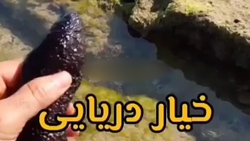 حمله کروکودیل به غزال + فیلم