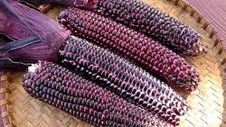 روند تولید شمع در یک کارگاه + فیلم