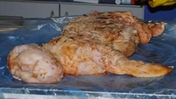 در دنیای میکروسکوپی چه می‌گذرد؟ + فیلم