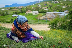گلخانه پرورش گل لیلیوم  - اصفهان