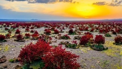 دشتی رویایی با گل‌هایی سحرآمیز در پارک ساحلی هیتاچی + فیلم