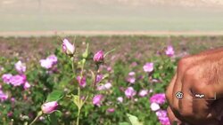 برداشت گل محمدی در آستانه زمستان + فیلم