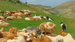 از کدام باغ به‌عنوان نمونه كامل باغ‌سازی ايرانی ياد می‌کنند؟ + فیلم