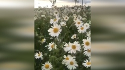 فیلمی جالب از یک مار پیتون رنگارنگ